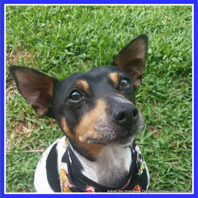 Photo of Rox (On Trial 11/1/15)~ Male Fox Terrier