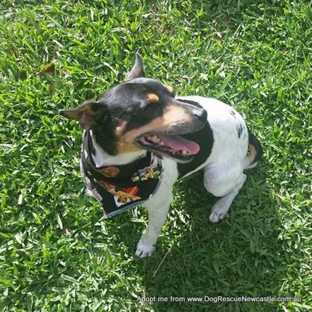 Photo of Rox (On Trial 11/1/15)~ Male Fox Terrier