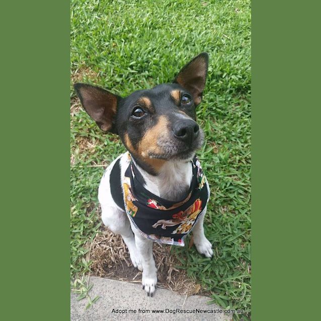 Photo of Rox (On Trial 11/1/15)~ Male Fox Terrier