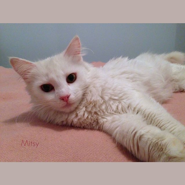 Photo of Mitsy