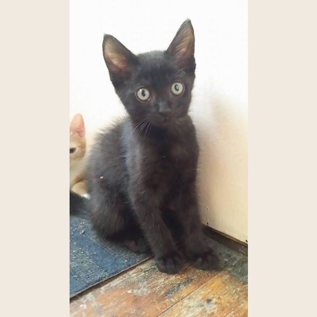 Photo of Maria    Kitten Kapers Rescue