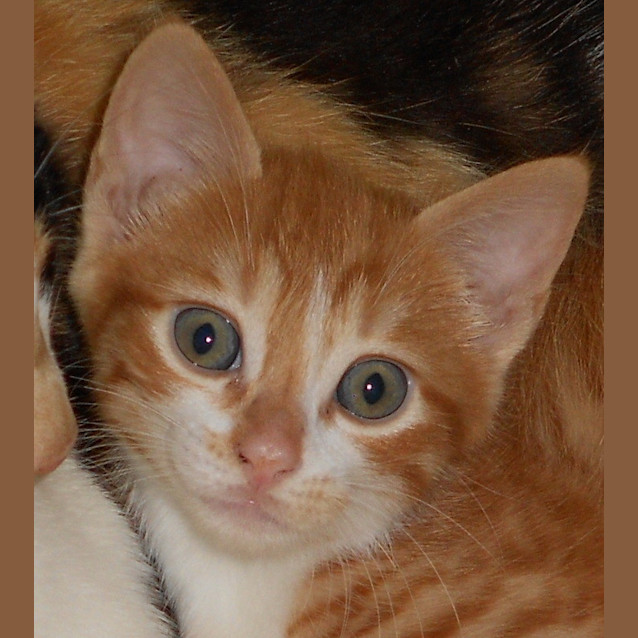 Photo of Butterscotch