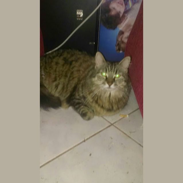 Photo of Toffee