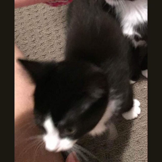 Photo of Maxi   Adopted