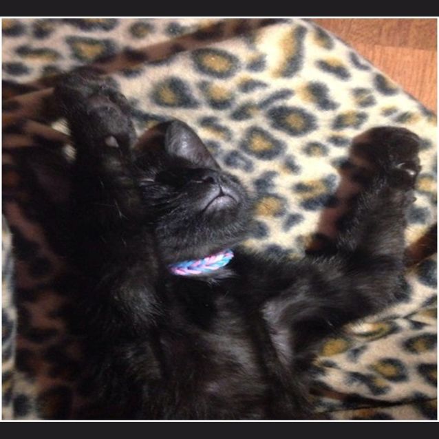 Photo of Diesel 