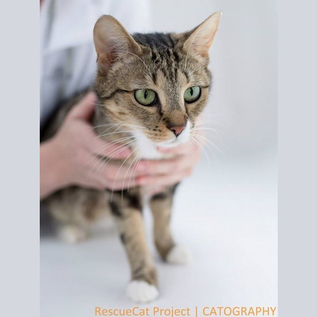 Photo of "Zena"   Purrfect Match