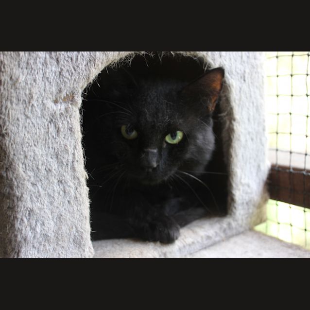 Photo of Nova (The Pet House, Erina 4365 5040)