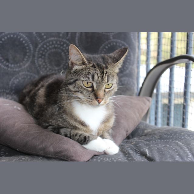 Photo of Princess (The Pet House,  Erina 4365 5040)