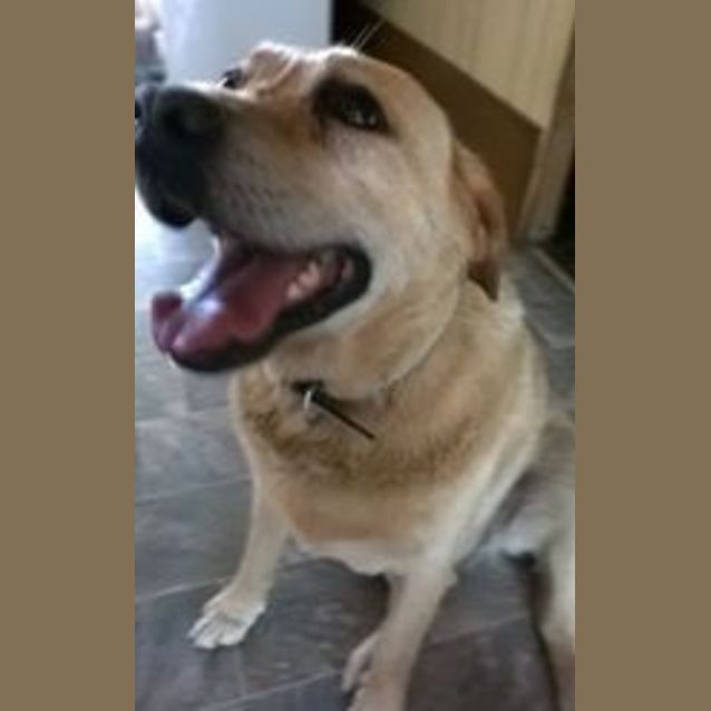 Photo of Sraji (Adoption Pending)