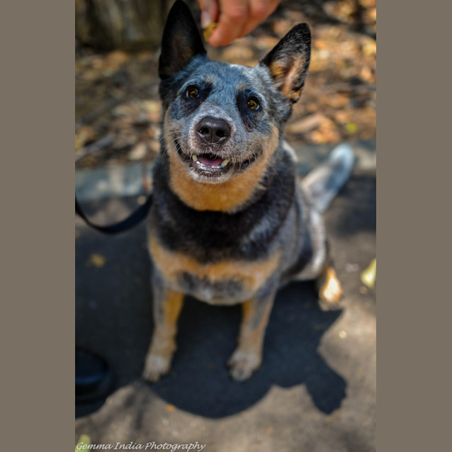 Photo of Dutchy