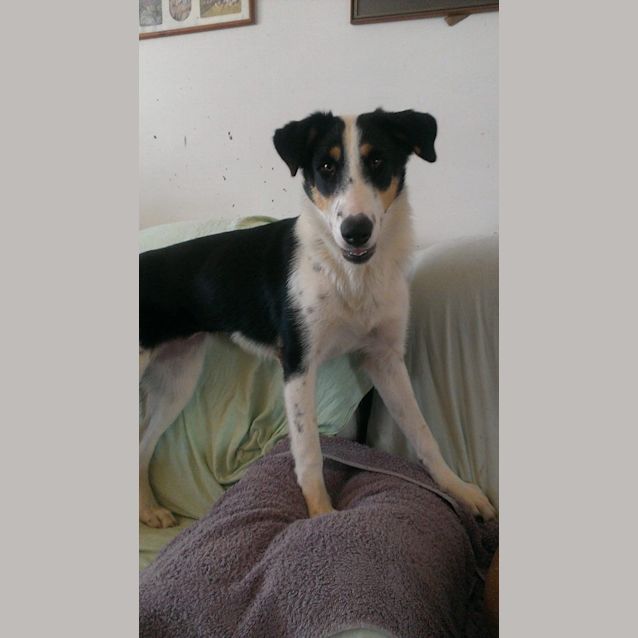 Photo of Tess (Adoption Pending)