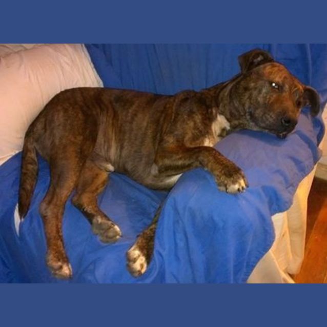 Photo of Major (At Rspca Big Adopt Day Sept 19 Brisbane)