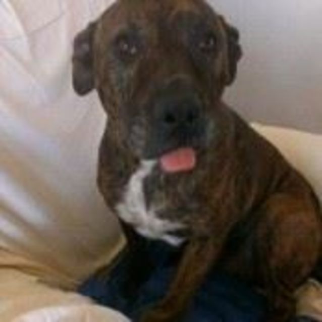 Photo of Major (At Rspca Big Adopt Day Sept 19 Brisbane)