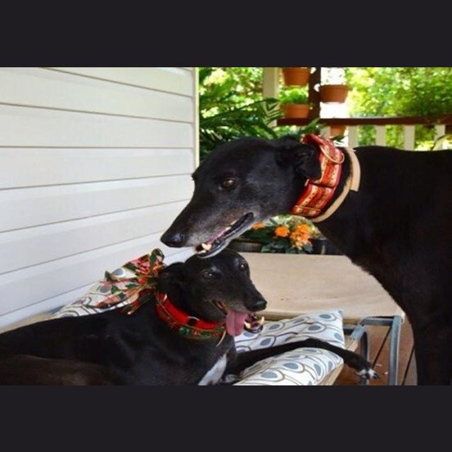 Photo of Scoop & Bonnie