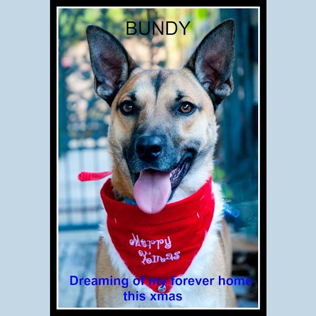 Photo of Bundy (On Trial 3/1/15) German Shepherd X Kelpie