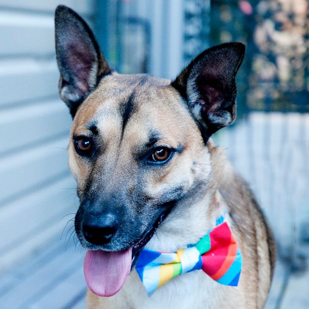 Photo of Bundy (On Trial 3/1/15) German Shepherd X Kelpie