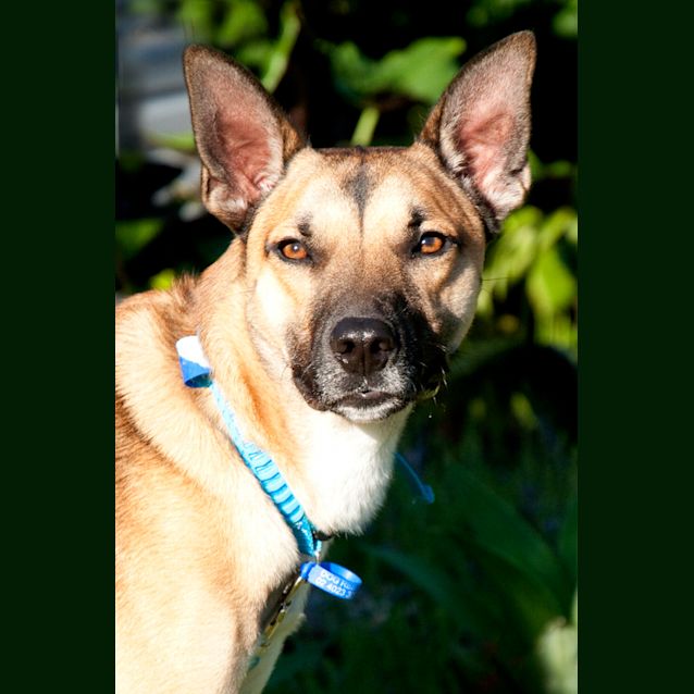 Photo of Bundy (On Trial 3/1/15) German Shepherd X Kelpie