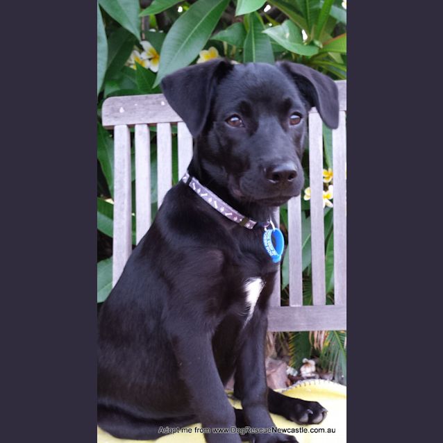 Photo of Riley (On Trial 3/1/15)~ Labrador X Kelpie Puppy