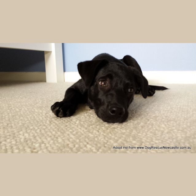 Photo of Riley (On Trial 3/1/15)~ Labrador X Kelpie Puppy