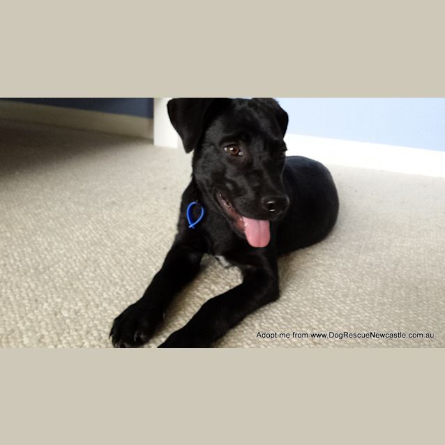 Photo of Riley (On Trial 3/1/15)~ Labrador X Kelpie Puppy