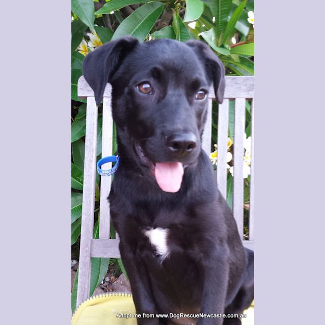 Photo of Riley (On Trial 3/1/15)~ Labrador X Kelpie Puppy