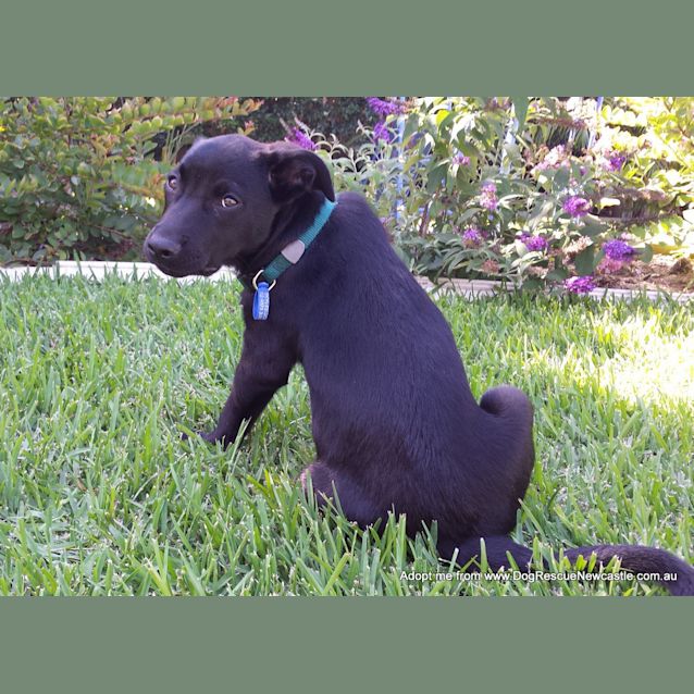 Photo of Riley (On Trial 3/1/15)~ Labrador X Kelpie Puppy
