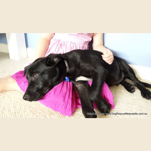 Photo of Riley (On Trial 3/1/15)~ Labrador X Kelpie Puppy