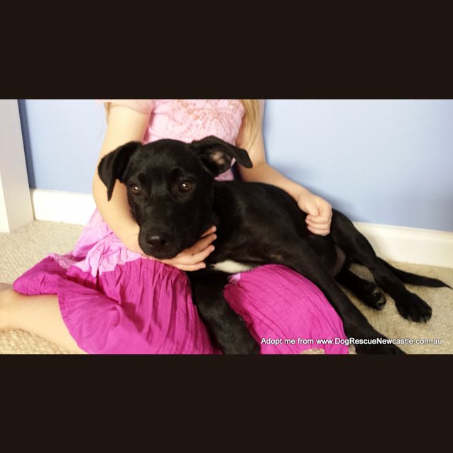 Photo of Riley (On Trial 3/1/15)~ Labrador X Kelpie Puppy