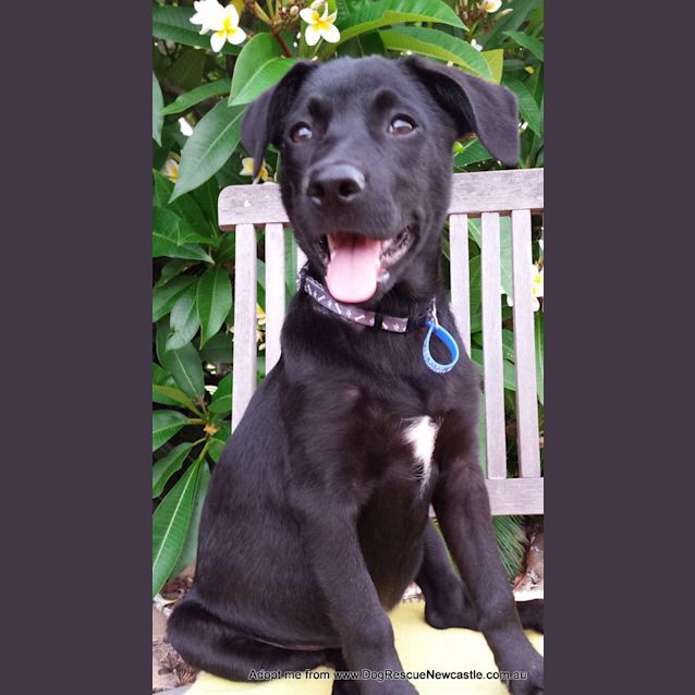 Photo of Riley (On Trial 3/1/15)~ Labrador X Kelpie Puppy