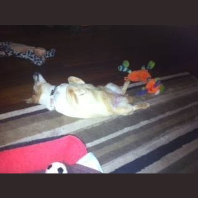 Photo of Sparky Dl814
