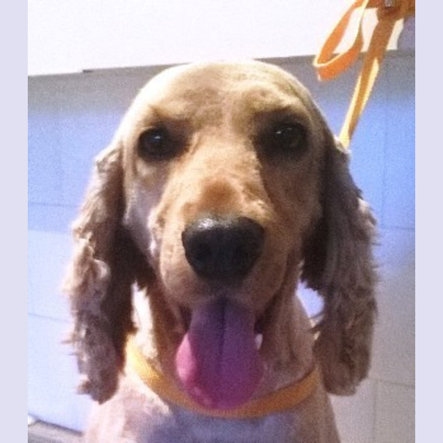 Photo of Harley