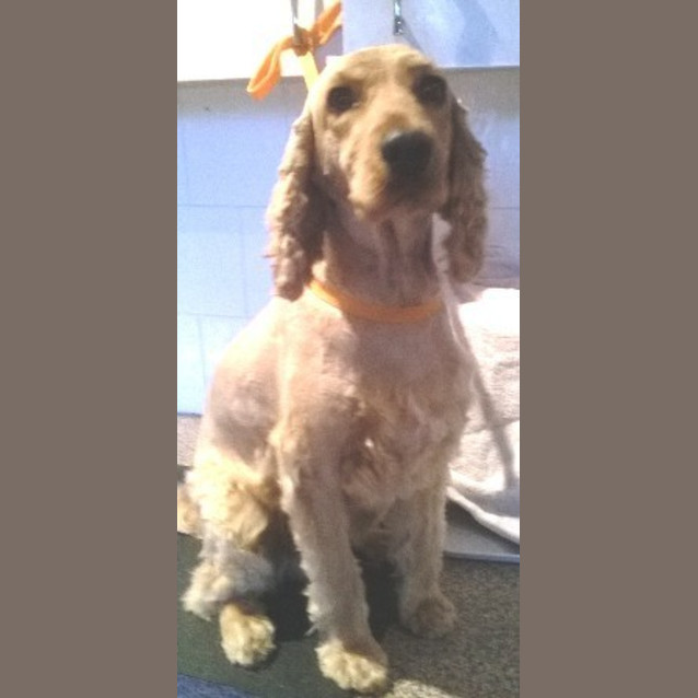 Photo of Harley