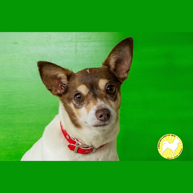 Photo of Walter   Adoption Pending