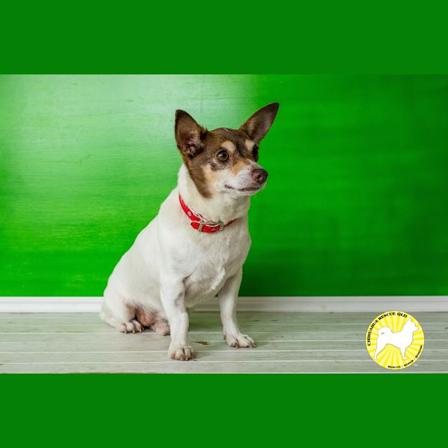 Photo of Walter   Adoption Pending