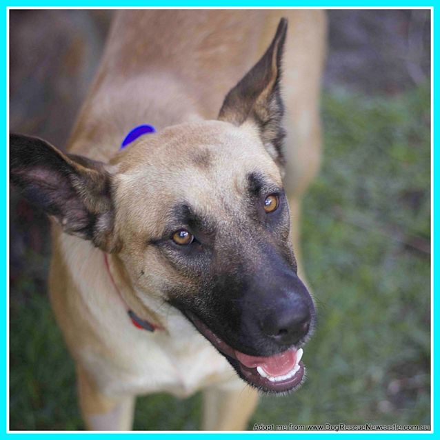 Photo of Renaldo (On Trial 4/1/15~ German Shepherd X Kelpie