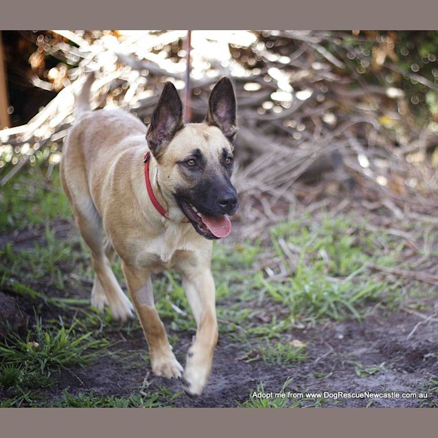 Photo of Renaldo (On Trial 4/1/15~ German Shepherd X Kelpie