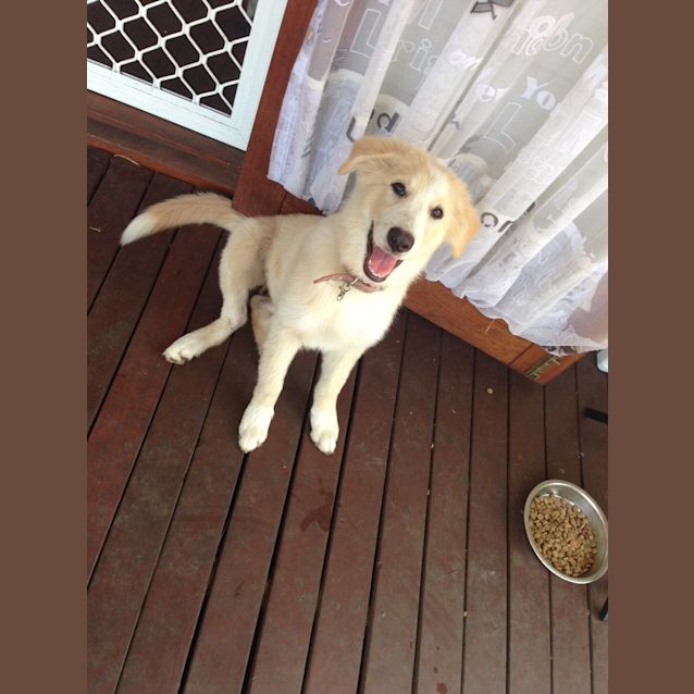 Photo of Peaches (Adoption Pending)