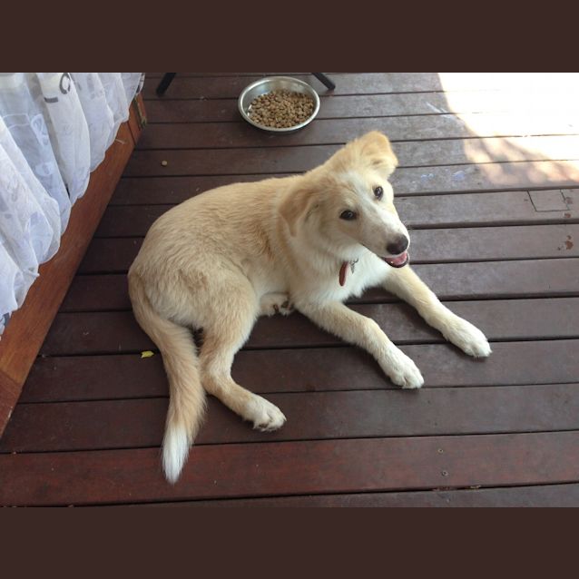 Photo of Peaches (Adoption Pending)