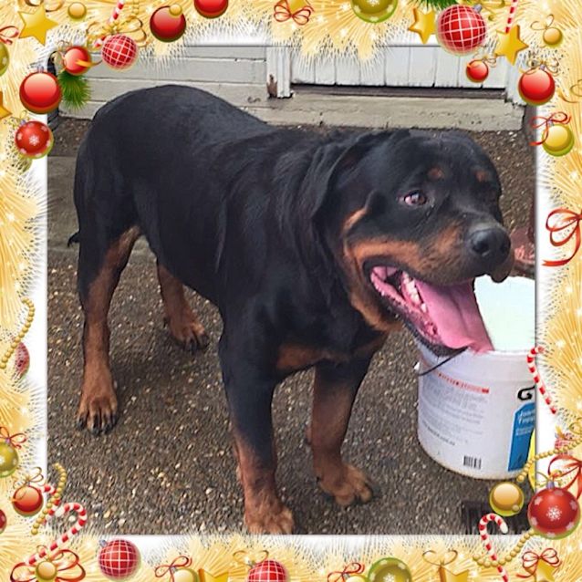 Photo of Joey ** A Pure Bred Rottweiler **