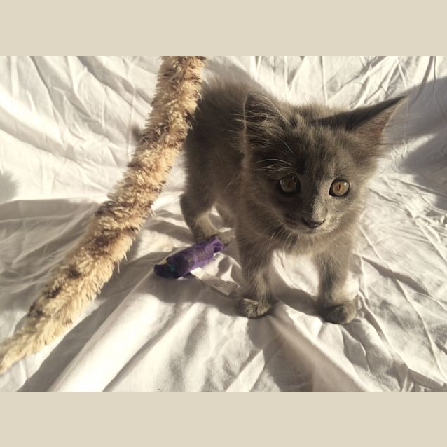 Photo of "Kody" Purrfect Match 