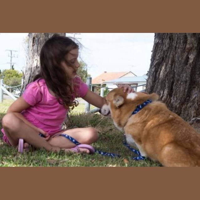 Photo of Smidge (On Hold Pending Adopt) ~ Purebred Corgi
