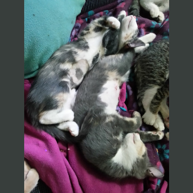 Photo of Ally & Elena (Calico Sisters)