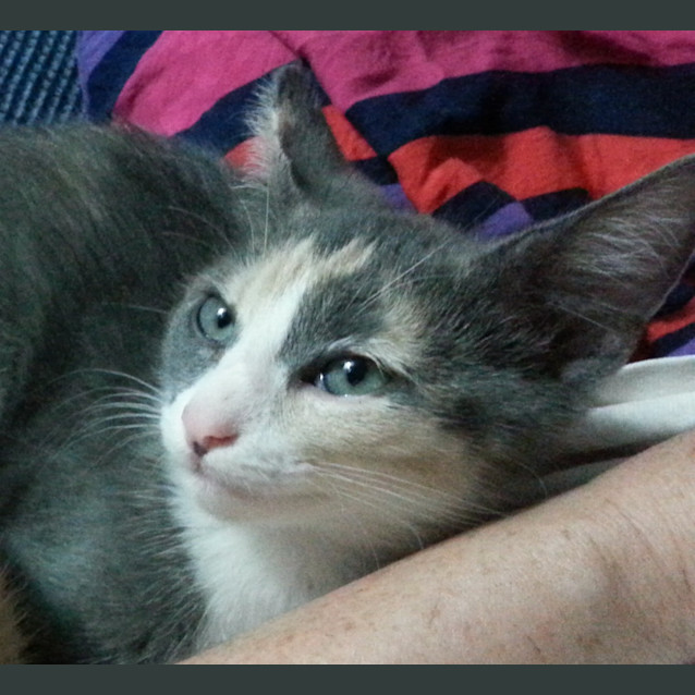 Photo of Ally & Elena (Calico Sisters)