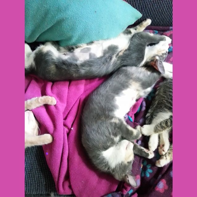 Photo of Elena & Ally (Calico Sisters)