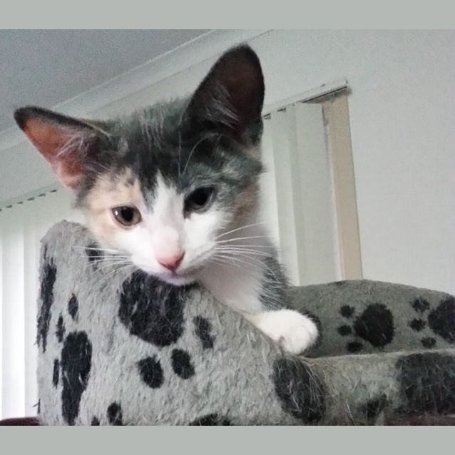 Photo of Elena & Ally (Calico Sisters)