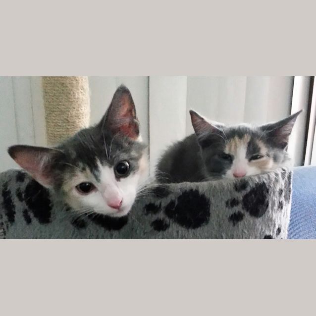 Photo of Elena & Ally (Calico Sisters)
