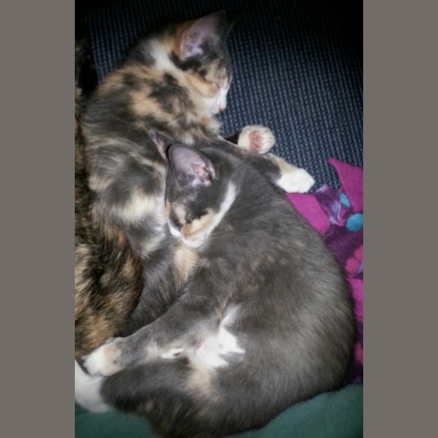 Photo of Elena & Ally (Calico Sisters)
