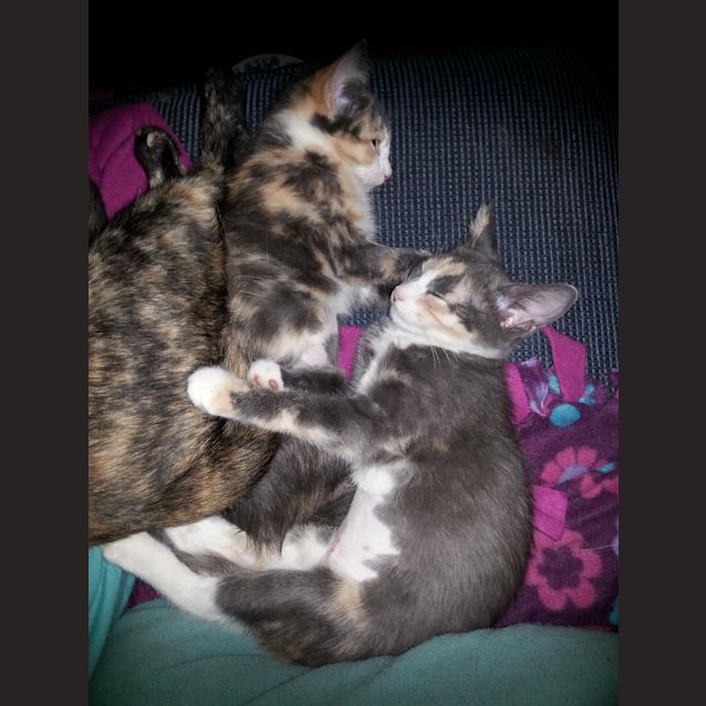 Photo of Elena & Ally (Calico Sisters)