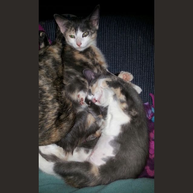 Photo of Elena & Ally (Calico Sisters)