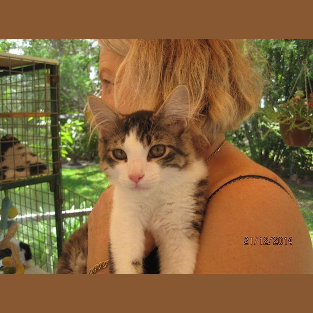 Photo of Simba